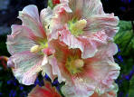 Pink Hollyhocks